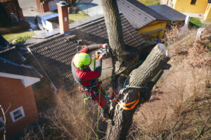 tree cutting